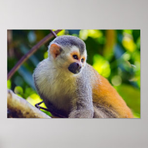 Poster Squirrel monkey in Manuel Antonio NP - Costa Rica