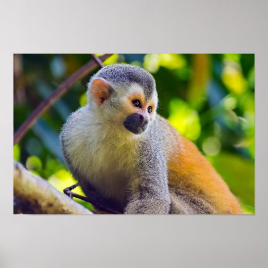 Poster Squirrel monkey in Manuel Antonio NP - Costa Rica (Devant)