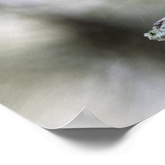 Poster Squirrel Perched on a Tree Branch (Coin)