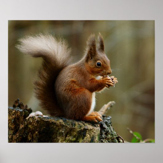Poster Squirrel posing (Devant)