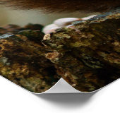 Poster Squirrel posing (Coin)