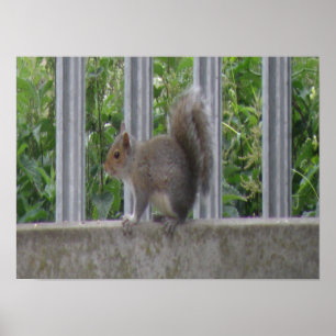 Poster Squirrel sitting on the fence Print