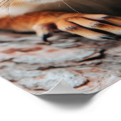 Poster Squirrel Wild Animal Loving Portrait  (Coin)