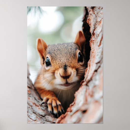 Poster Squirrel Wild Animal Loving Portrait  (Devant)