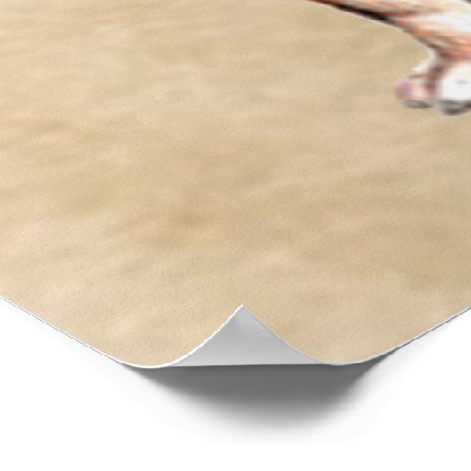 Poster st bernard (Coin)