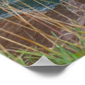 Poster St. Mary Falls II (Coin)