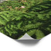 Poster St. Thomas, îles Vierges américaines. Charlotte (Coin)