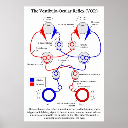 Poster Stabilisation du mouvement oculaire Vestibulo Ocul (Devant)