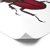 Poster Stag beetle (Coin)