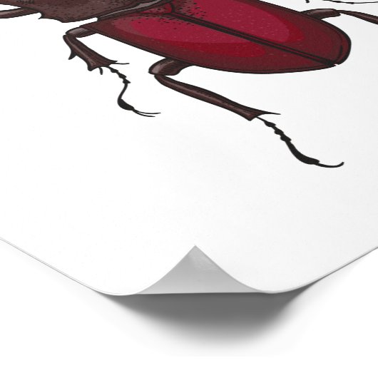 Poster Stag beetle (Coin)