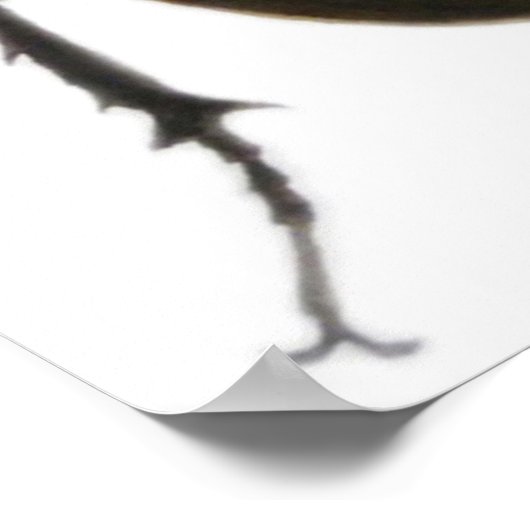 Poster Stag Beetle 2011 (Coin)