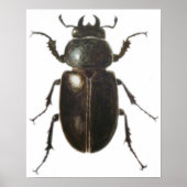 Poster Stag Beetle 2011 (Devant)