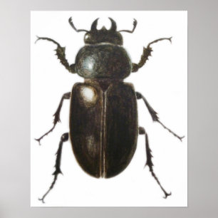Poster Stag Beetle 2011