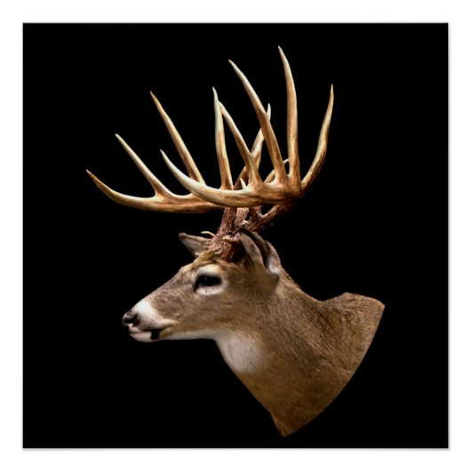 Poster Stag Buck Deer (Devant)