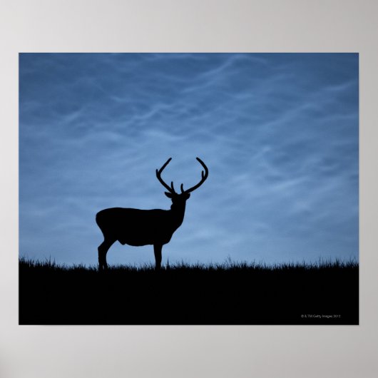 Poster Stag de cerfs rouges silhouetté la nuit (Devant)