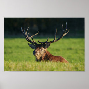 Poster Stag Reposé Dans L'Herbe Verte
