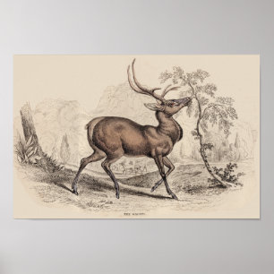 POSTER STAG (WAPITI) PRINT