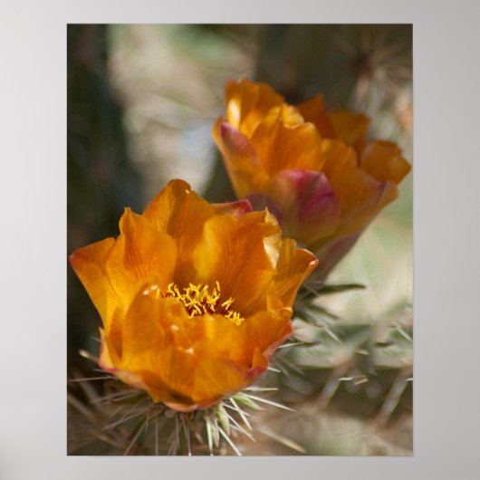 Poster Staghorn Cholla Cactus Blossoms (Devant)