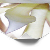 Poster Staghorn Fern (Coin)