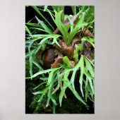Poster Staghorn Fern (Devant)