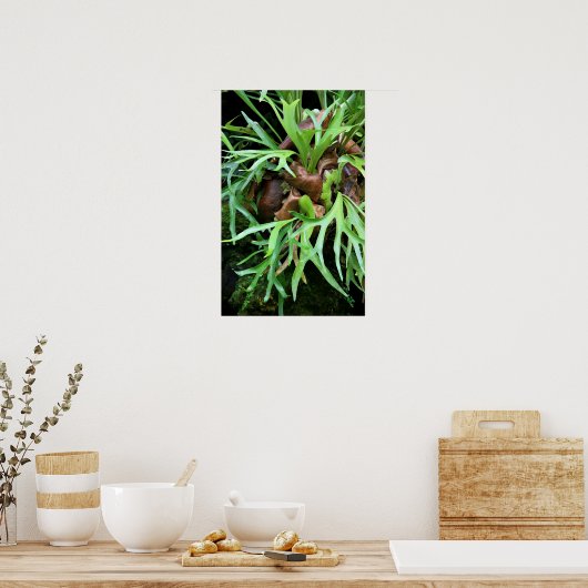 Poster Staghorn Fern (Cuisine)