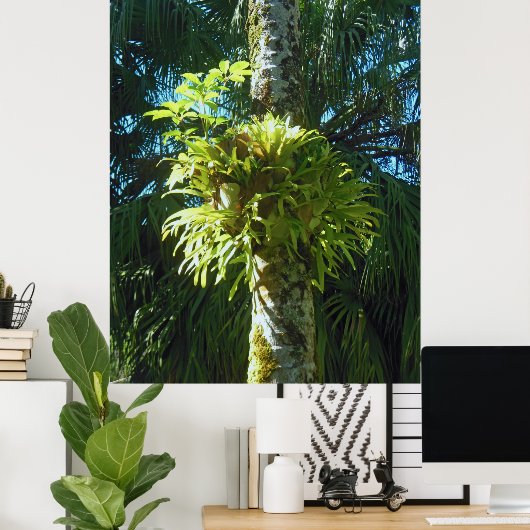 Poster Staghorn Fern (Bureau à domicile)