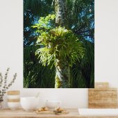 Poster Staghorn Fern (Cuisine)