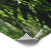 Poster Staghorn Fern (Coin)