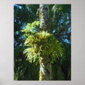 Poster Staghorn Fern (Devant)