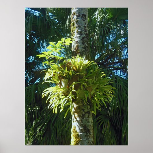 Poster Staghorn Fern (Devant)