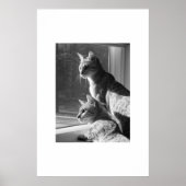 Poster Stalk de chats du Bengale (Devant)