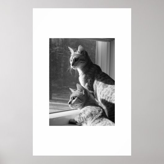Poster Stalk de chats du Bengale (Devant)