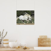 Poster Stallion andalou courant, PR (Cuisine)
