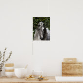 Poster Stallion Andalou Gris Capture d'écran Long Mane (Cuisine)