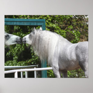 Poster Stallion Andalou Gris Regardant En Miroir