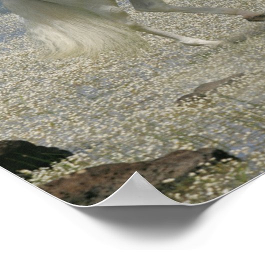 Poster Stallion Andalou Gris Se Trouvant Dans Le Lac (Coin)