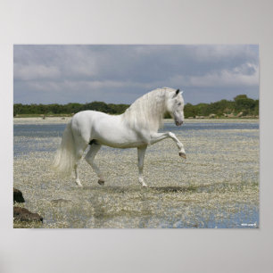 Poster Stallion Andalou Gris Se Trouvant Dans Le Lac