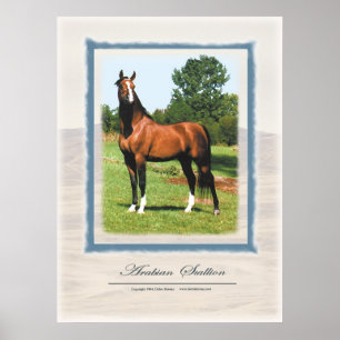 Poster Stallion arabe