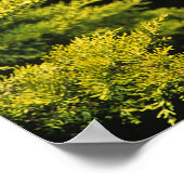 Poster Stallion arabe (Coin)