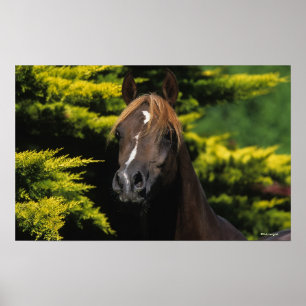 Poster Stallion arabe