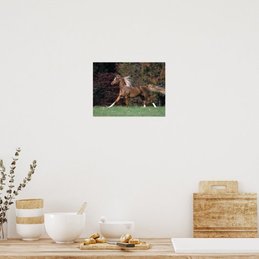 Poster Stallion Arabe Courant Fluant Mane Et Queue (Cuisine)