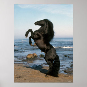 Poster Stallion Friésien Noir Élevant Sur La Plage
