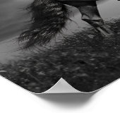 Poster Stallion friésien Noir Parcours Sur Le Terrain (Coin)