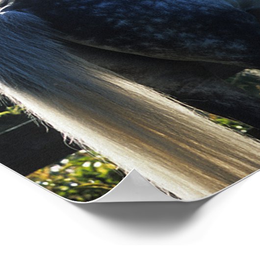 Poster Stallion Hanoverian gris pomme debout (Coin)