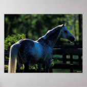 Poster Stallion Hanoverian gris pomme debout (Devant)
