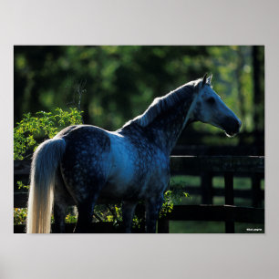 Poster Stallion Hanoverian gris pomme debout