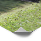 Poster Stallion noir de Shetland Pony marchant (Coin)