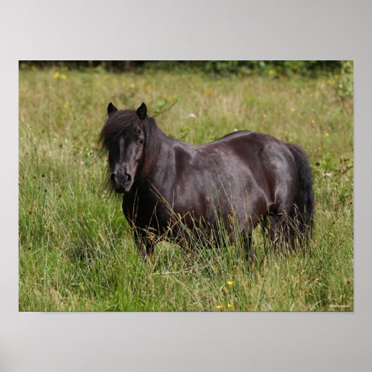 Poster Stallion Shetland Noir debout Dans L'Herbe (Devant)