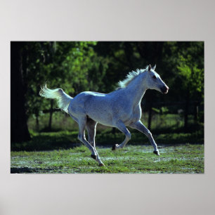 Poster Stallion Thoroughbred Running
