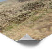 Poster Stallions de Cheval Sauvage combattant (Coin)